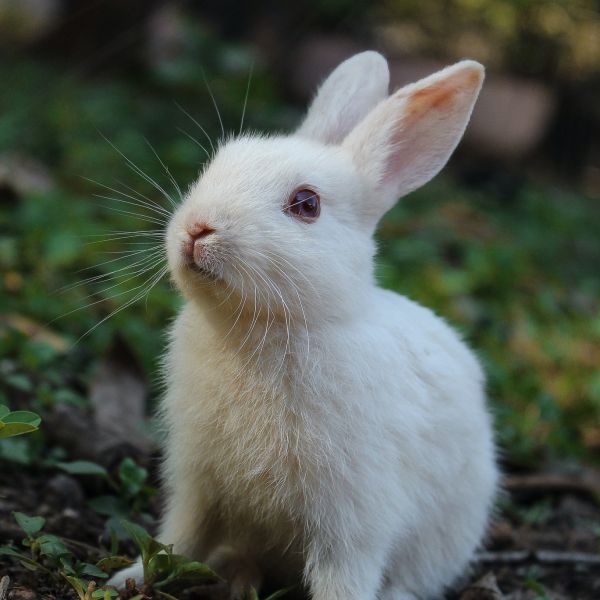 Services The Boarding Centre Cardiff Kennels