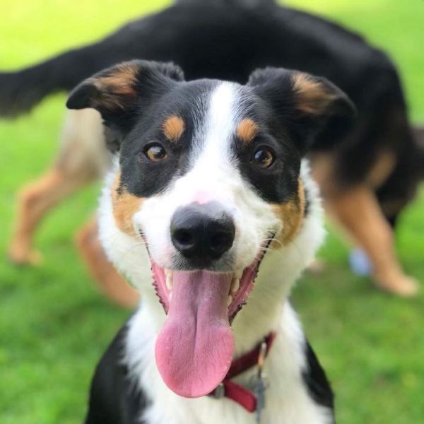 Services The Boarding Centre Cardiff Kennels