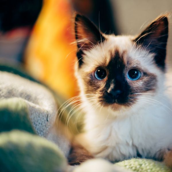 Services The Boarding Centre Cardiff Kennels